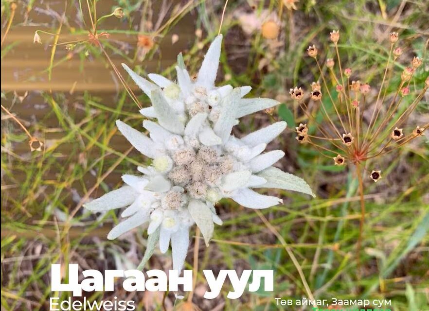 Flowers after Biological Rehabilitation  